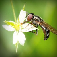 /album/www-bdanglicka-8-10-cz/photolia-a02-jpg/